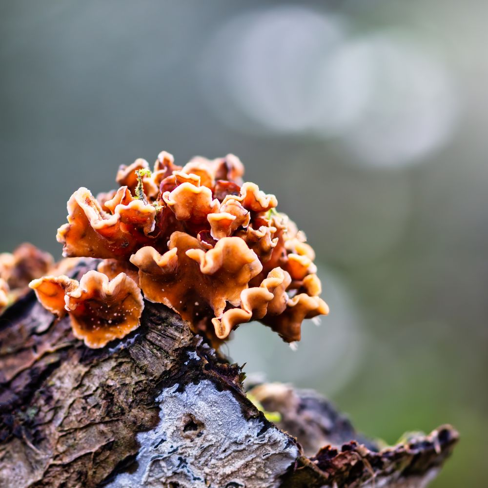 A bouqet of fungi