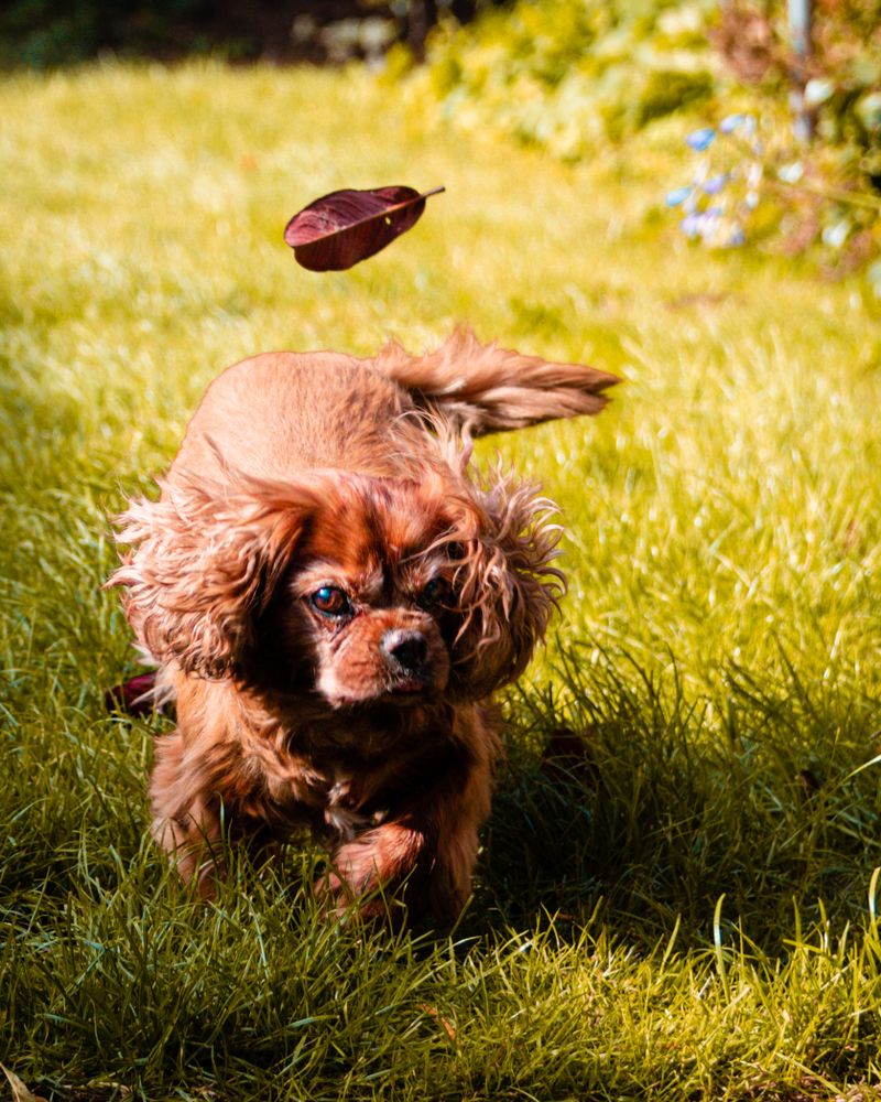 Windy walk with tallulah