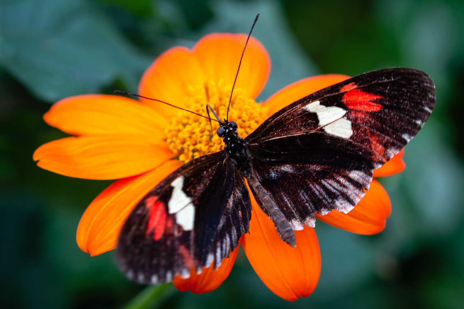 Postman Butterfly on flower