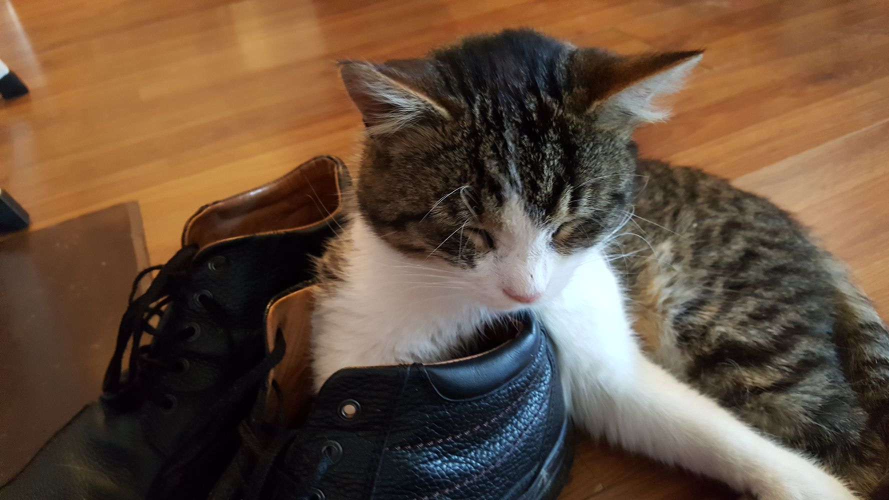 cat in the shoes
