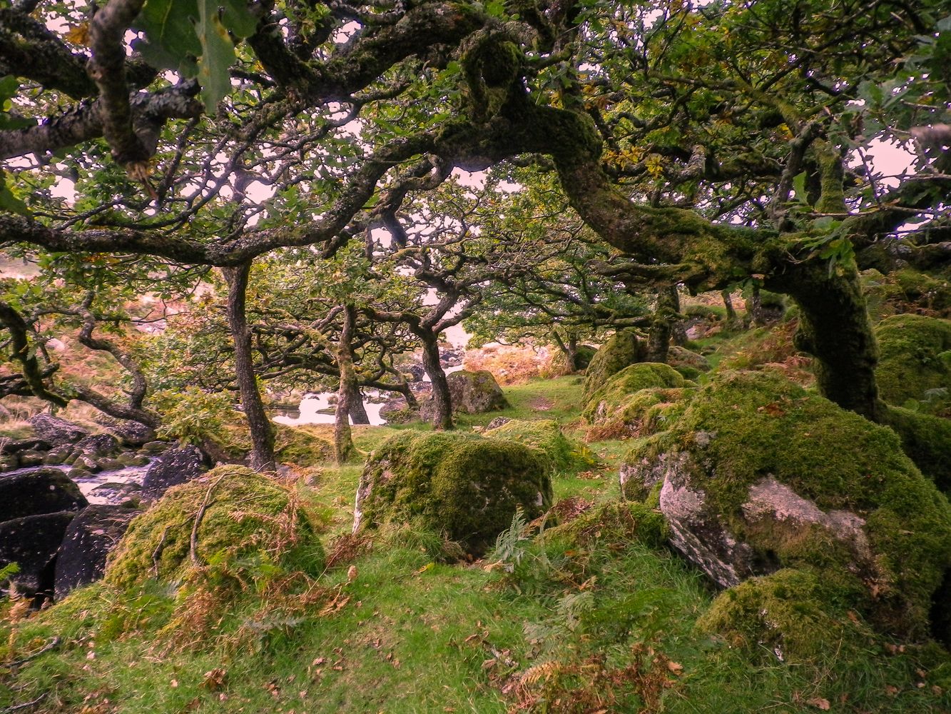 ENCHANTING BLACK-A-TOR COPSE DARTMOOR DEVON