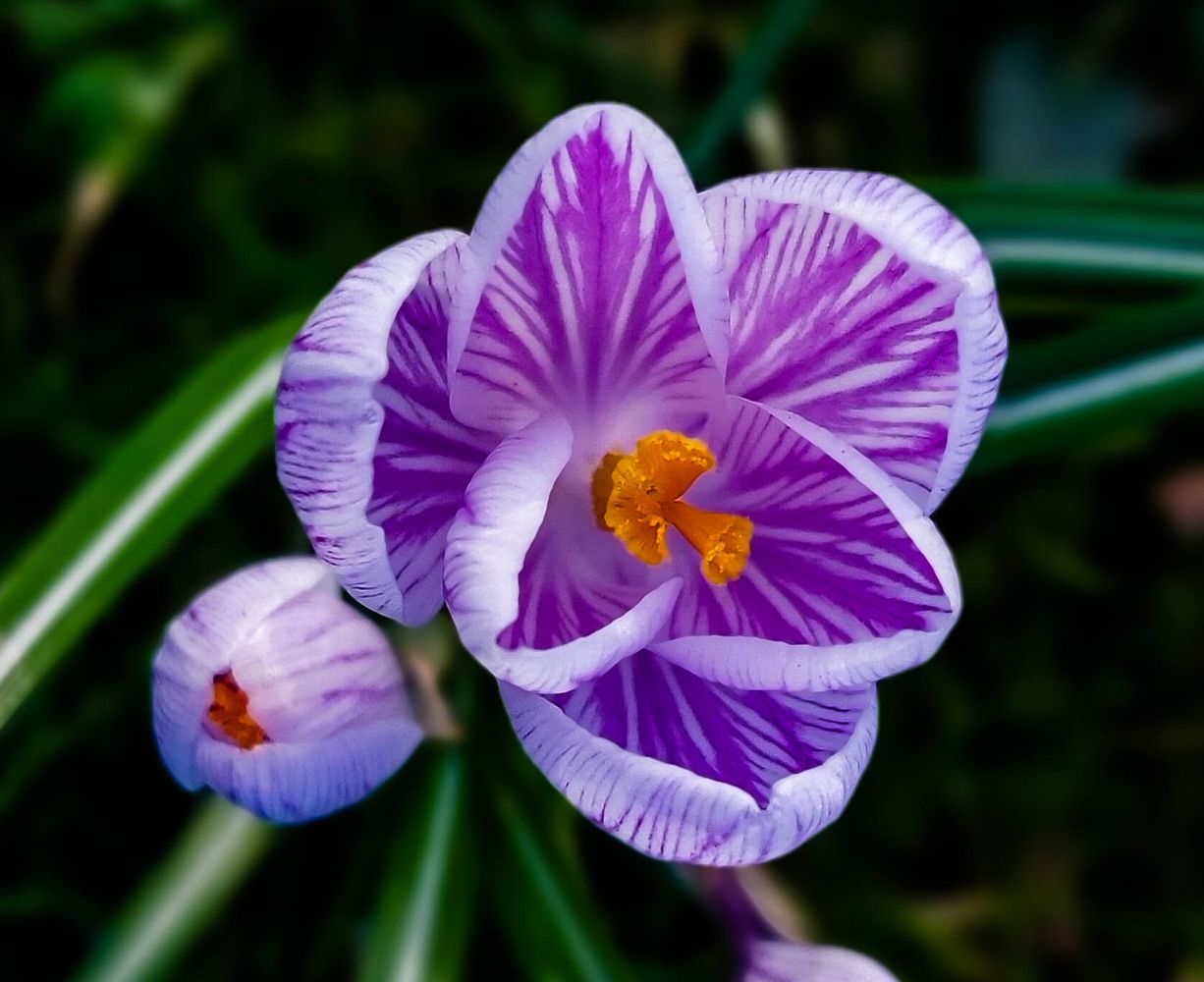 PURPLE CROCUS FLOWER FROM ABOVE MACRO