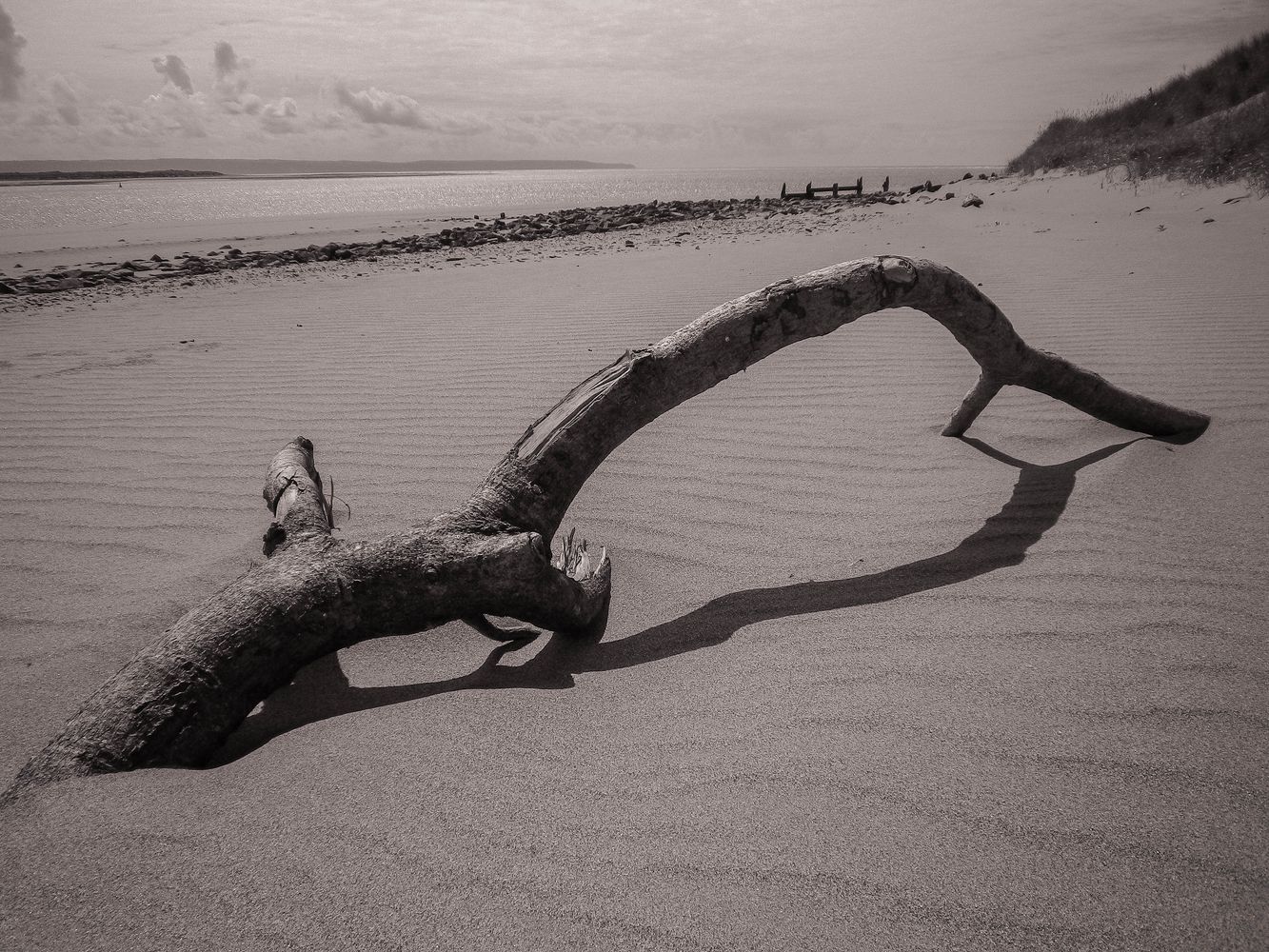 Black and white image of driftwood with shadow on pristine sand with ripple marks