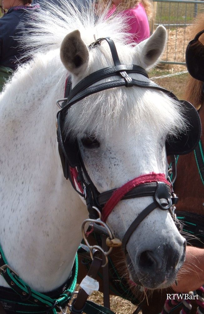 WHITE PONY WITH JAUNTY HAIRSTYLE