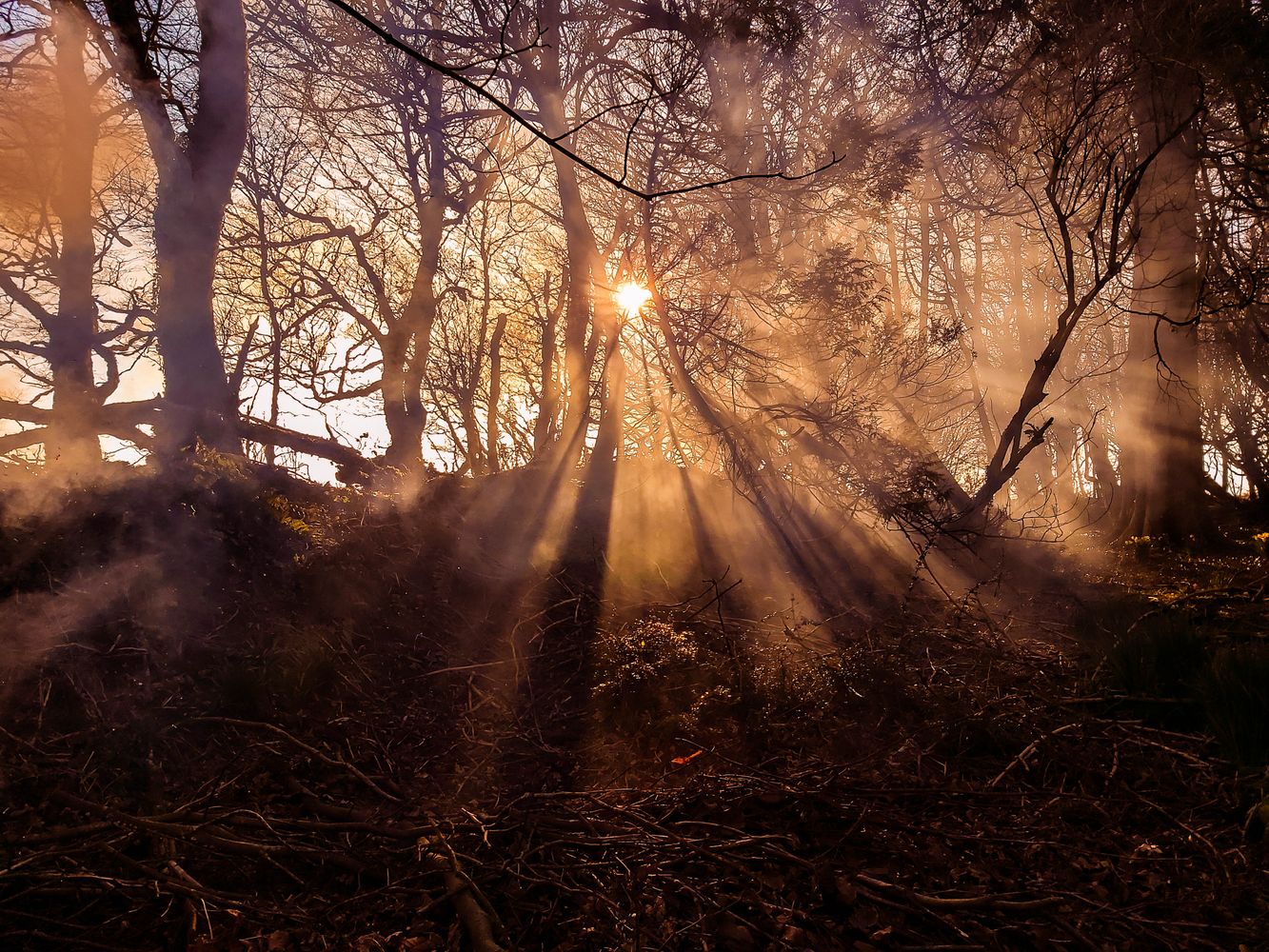 GOLDEN HAZE FOREST SUNSET DEVON