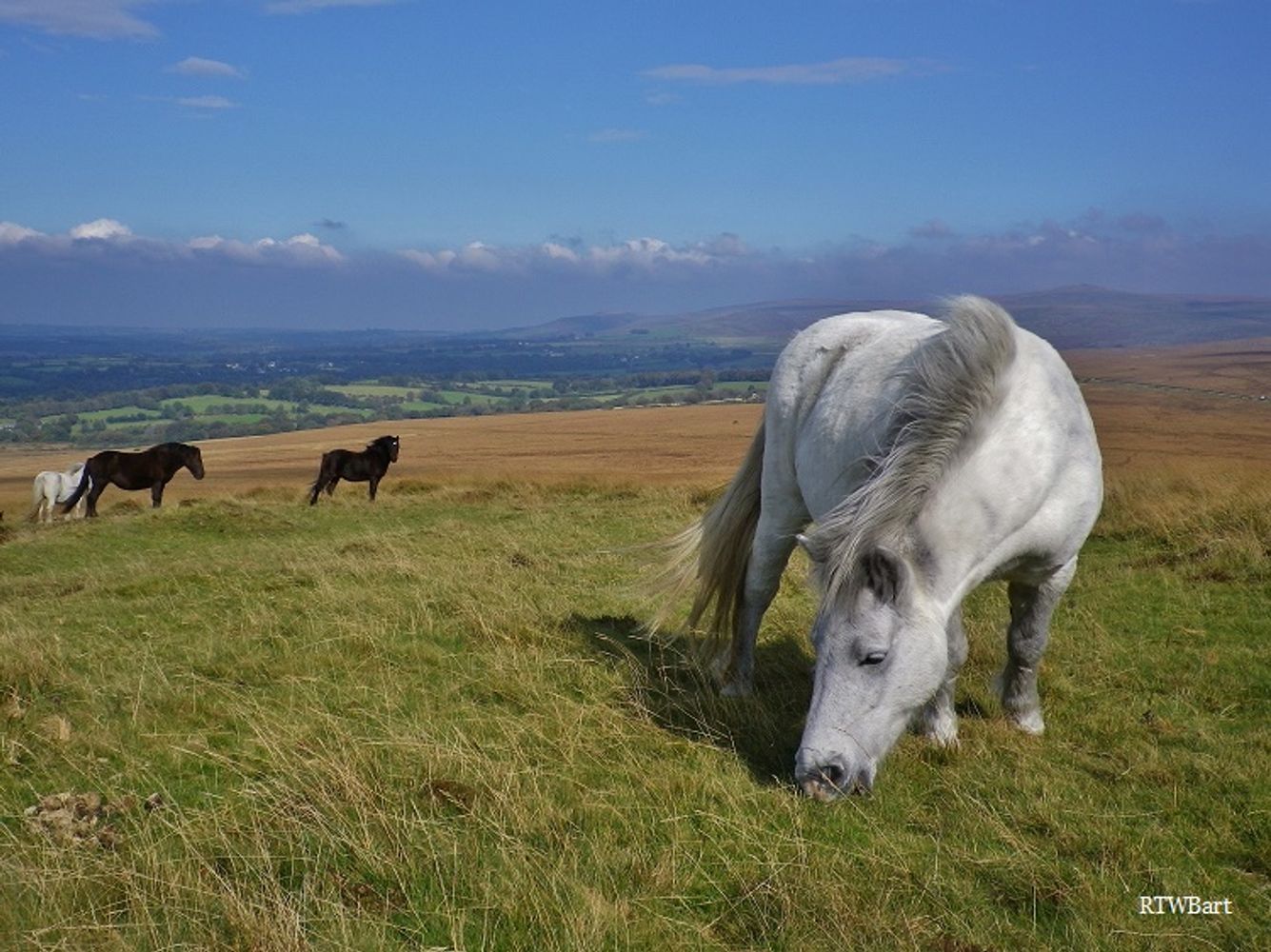 White Dartmoor pony grazing on moorland at top of Gibbet Hill, Dartmoor National Park, Devon England, UK.