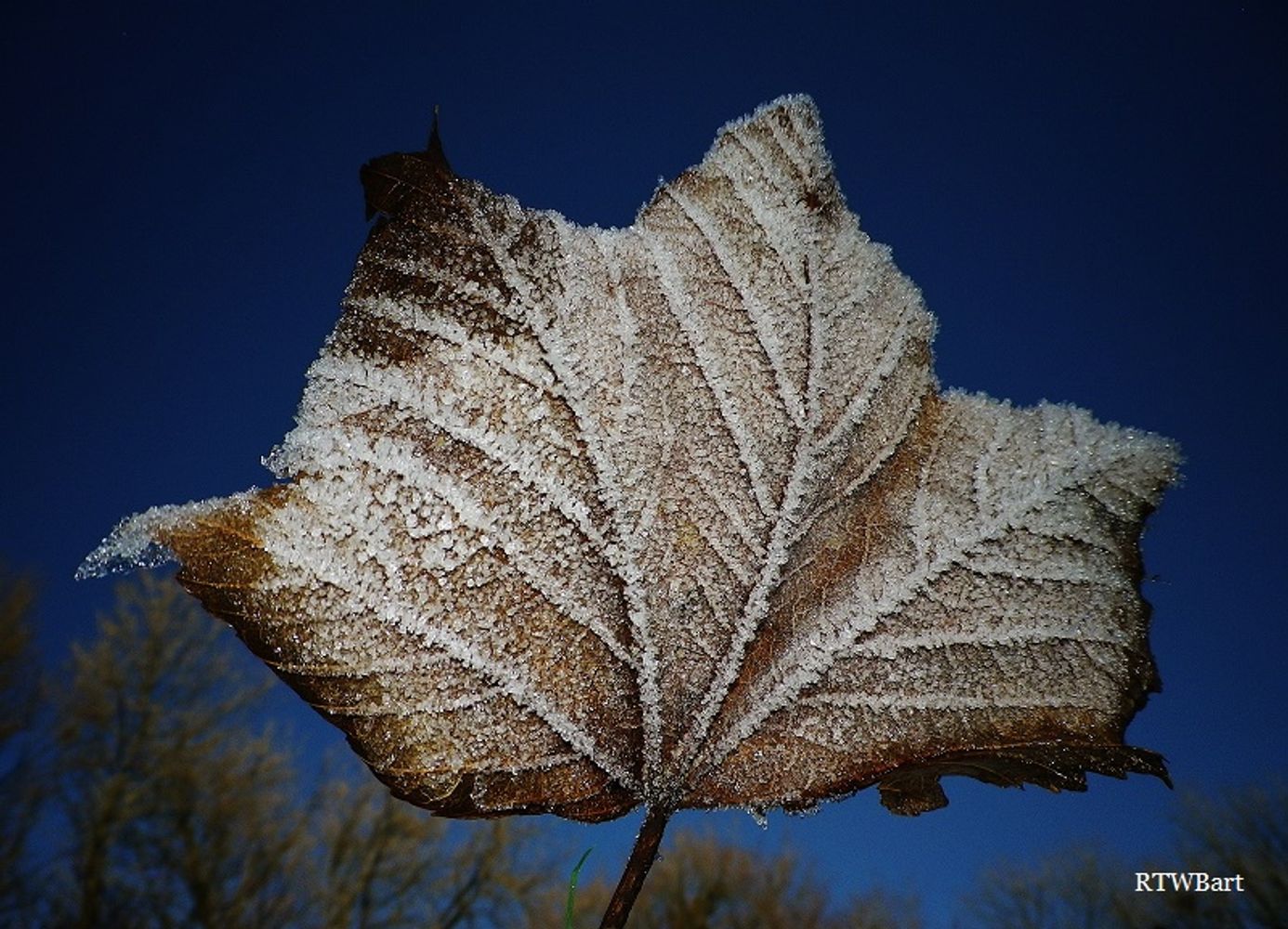 FROSTY LEAF