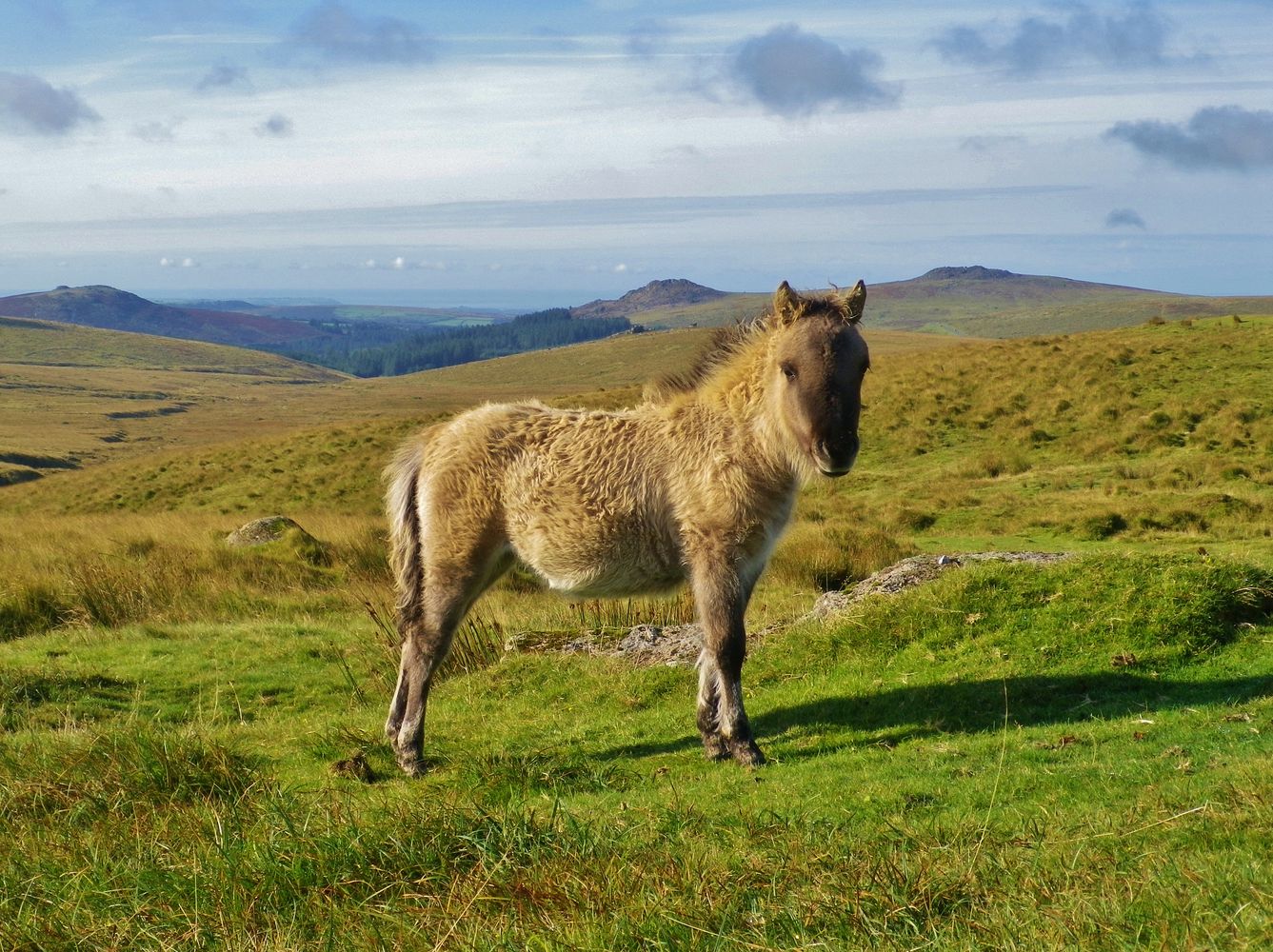 DARTMOOR PONY FOAL ON MOOR NEAR PRINCETOWN DEVON