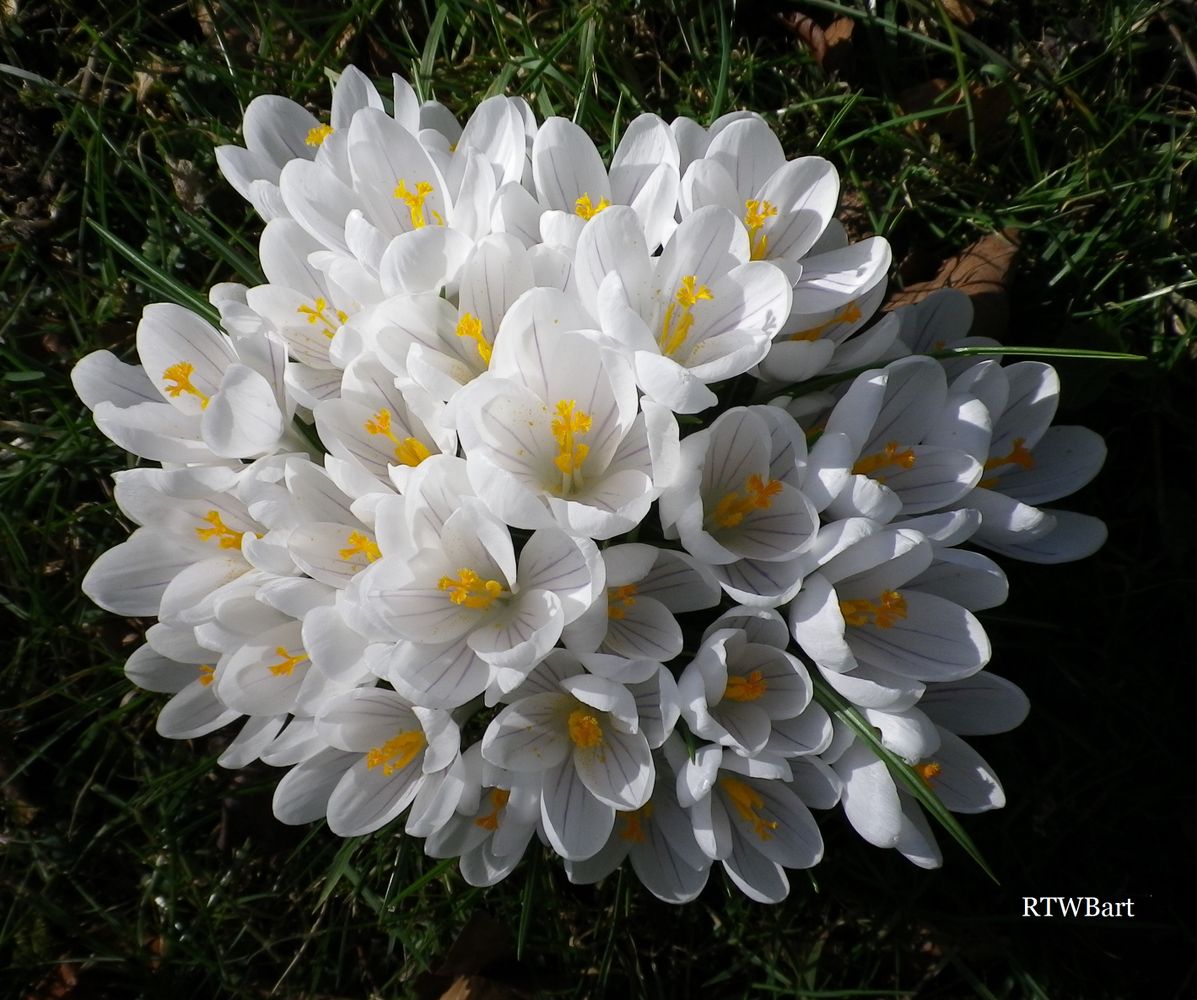 WHITE CROCUS SPRING FLOWERS GROUP