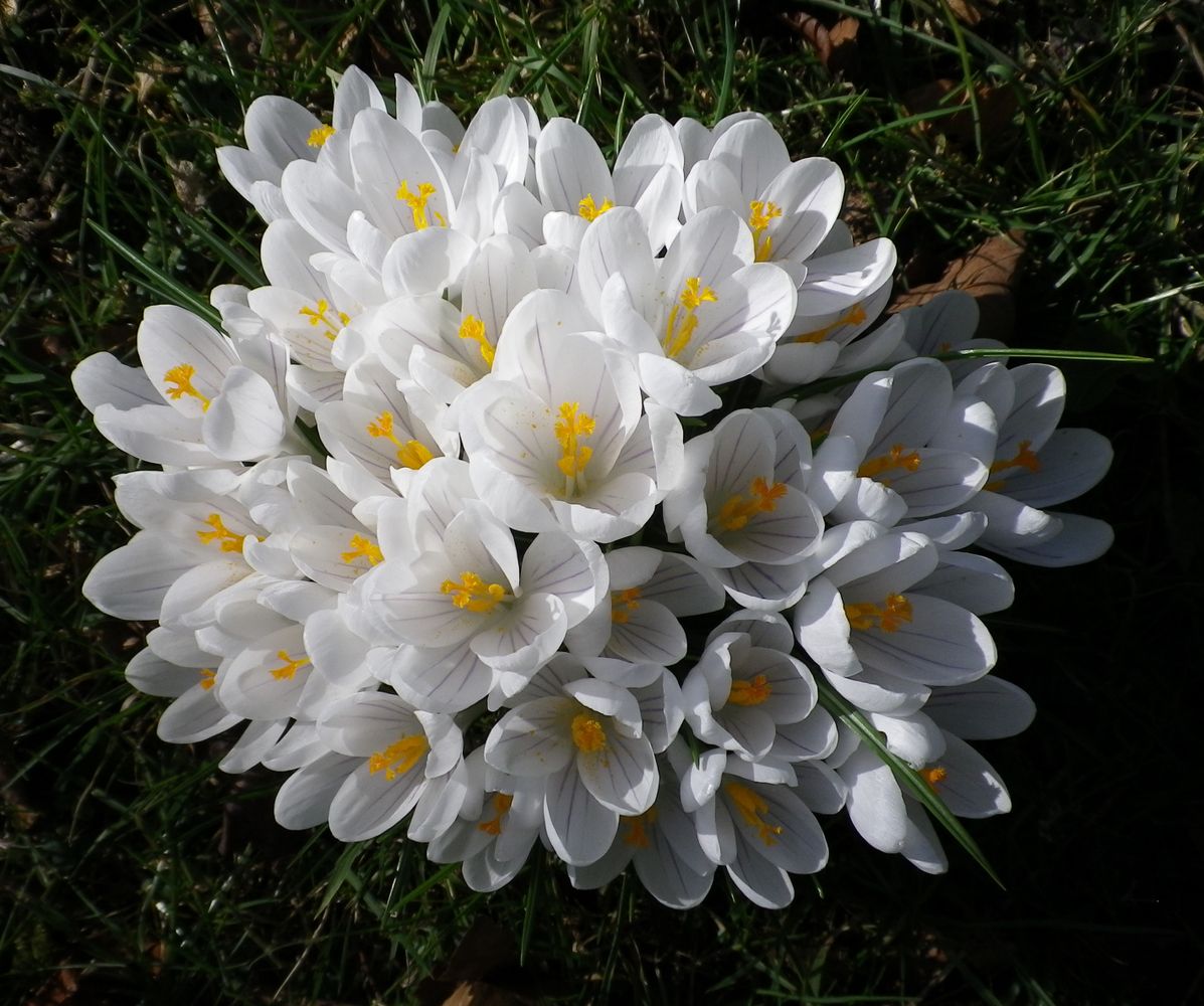 WHITE CROCUS FLOWERS GROUP