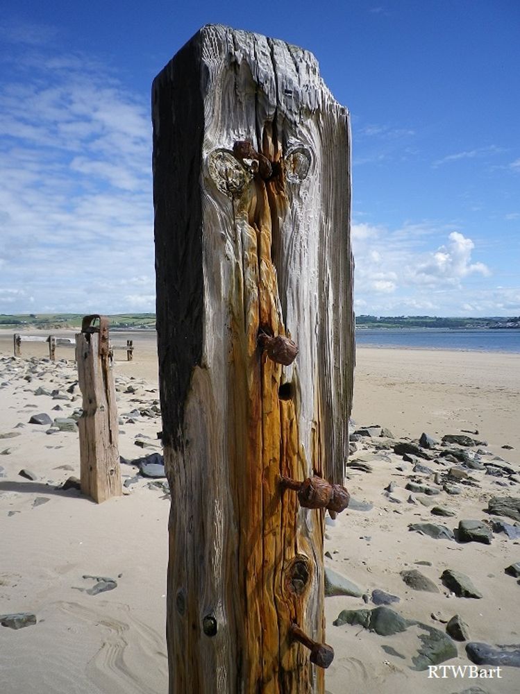 WEATHERED WOODEN GROYNE POSTS AT CROW POINT BEACH DEVON