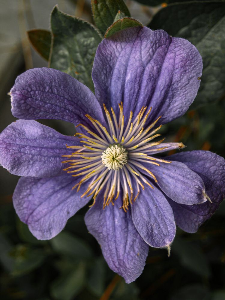 LILAC CLEMATIS FLOWER