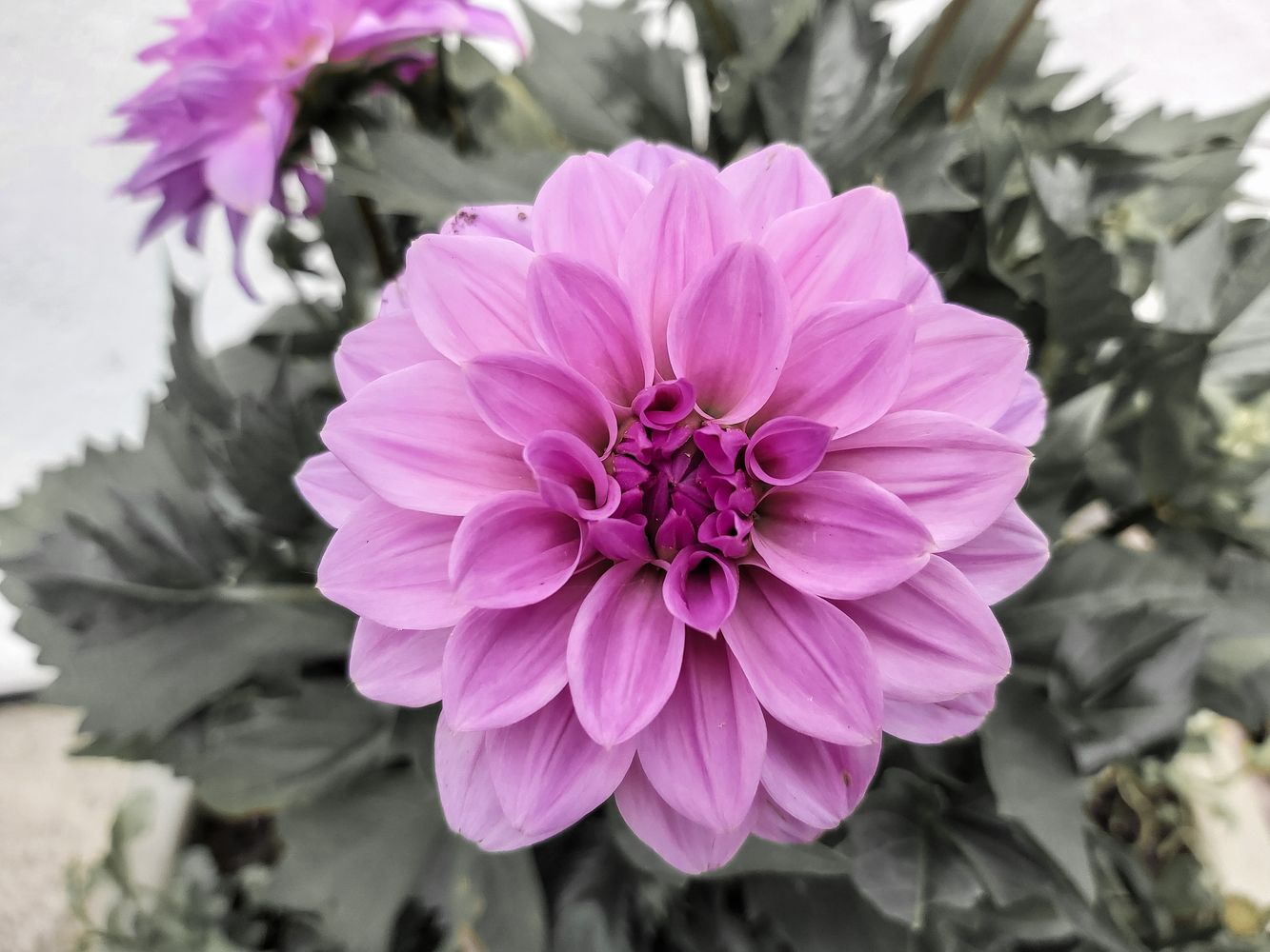 MAUVE DAHLIA FLOWER IN CORNWALL GARDEN