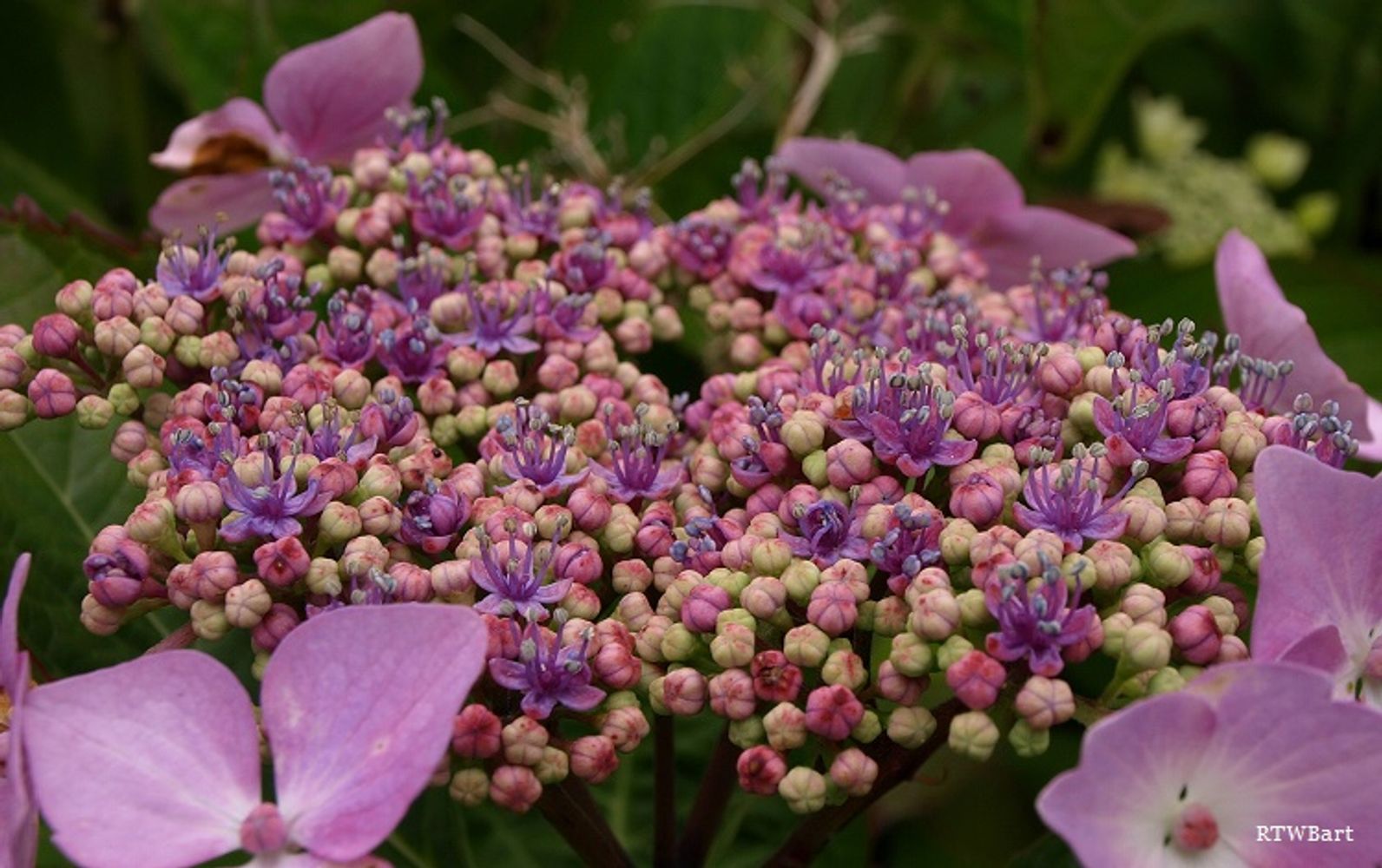 PINK LACECAP HYDRANGEA FLOWER MACRO