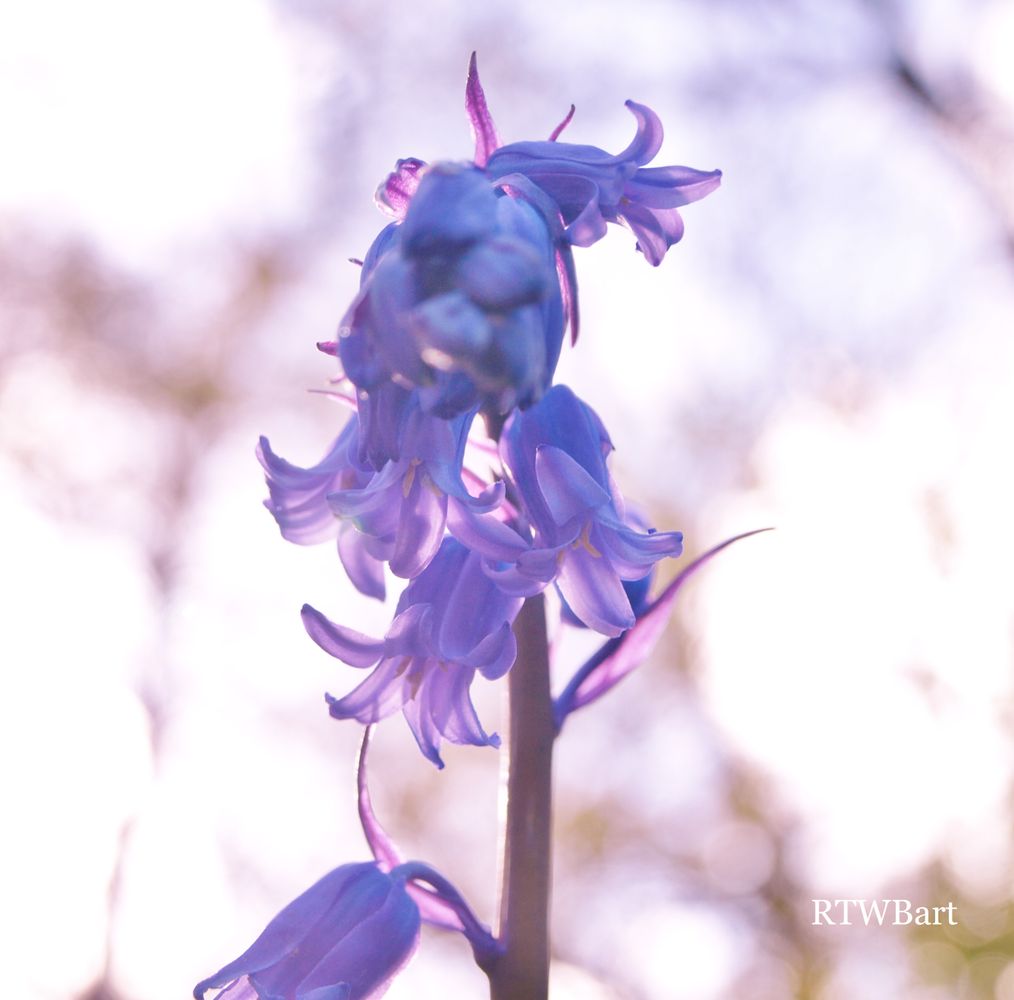 MUTED BLUEBELL