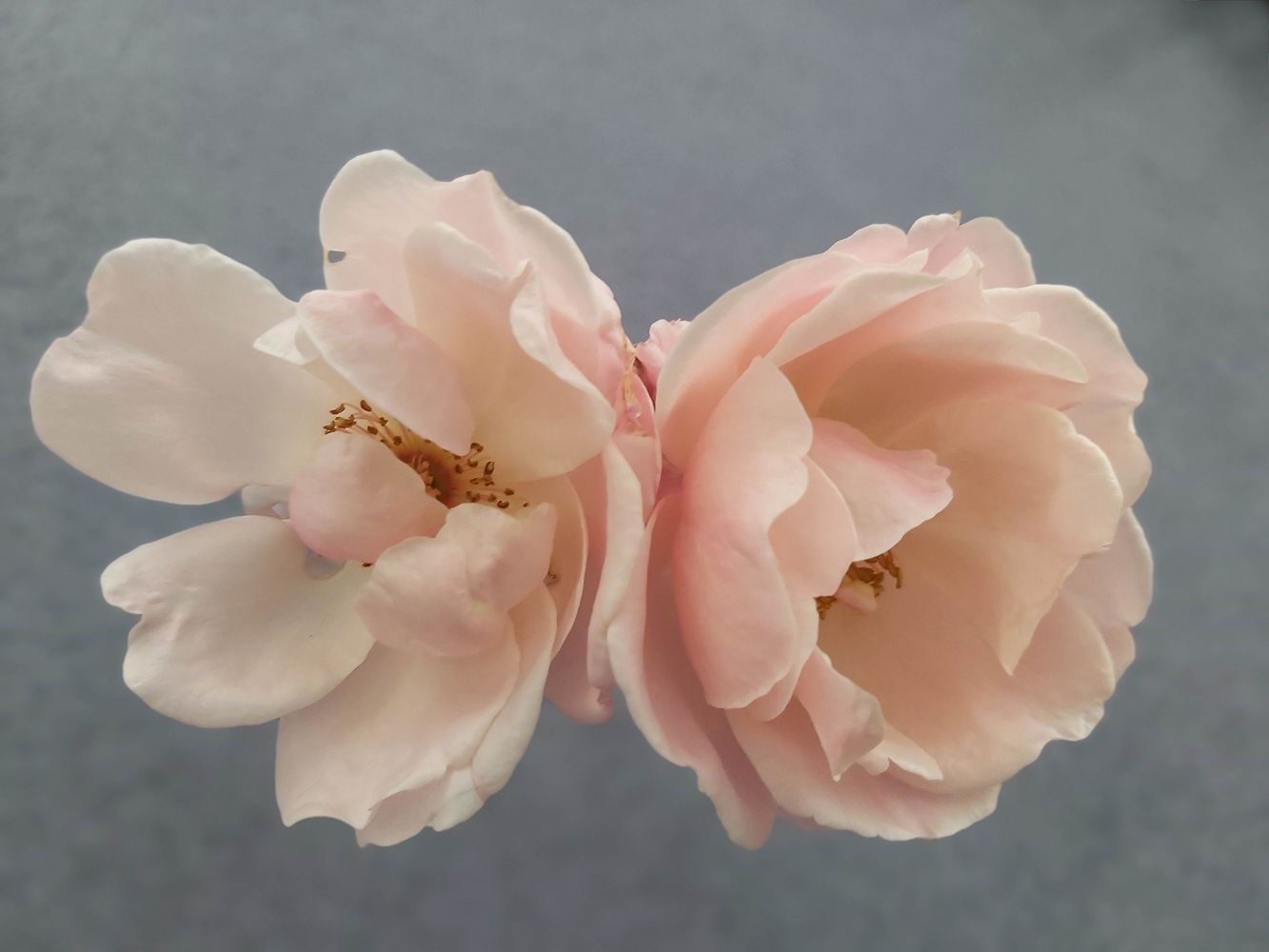 PAIR OF PALE PINK BLUSH ROSES