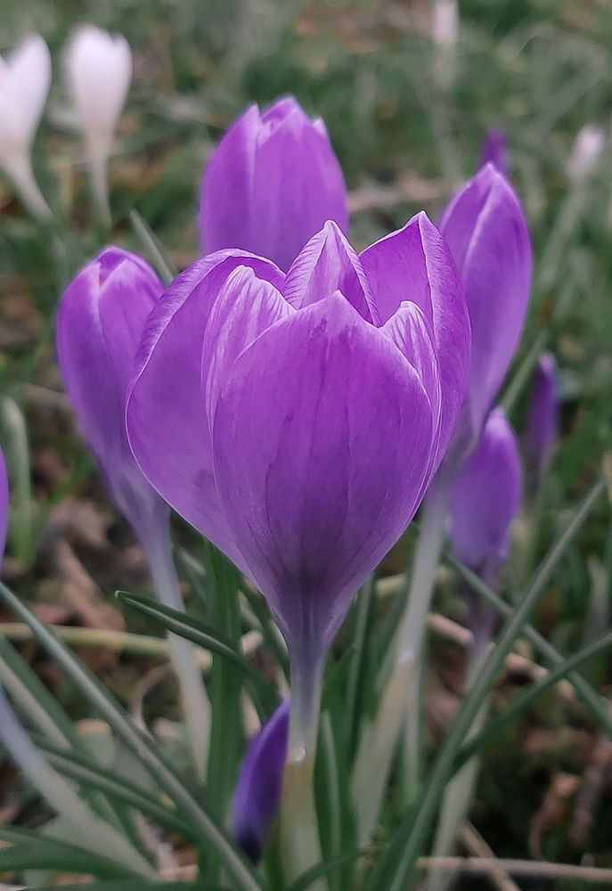 PALE PURPLE CROCUS FLOWER