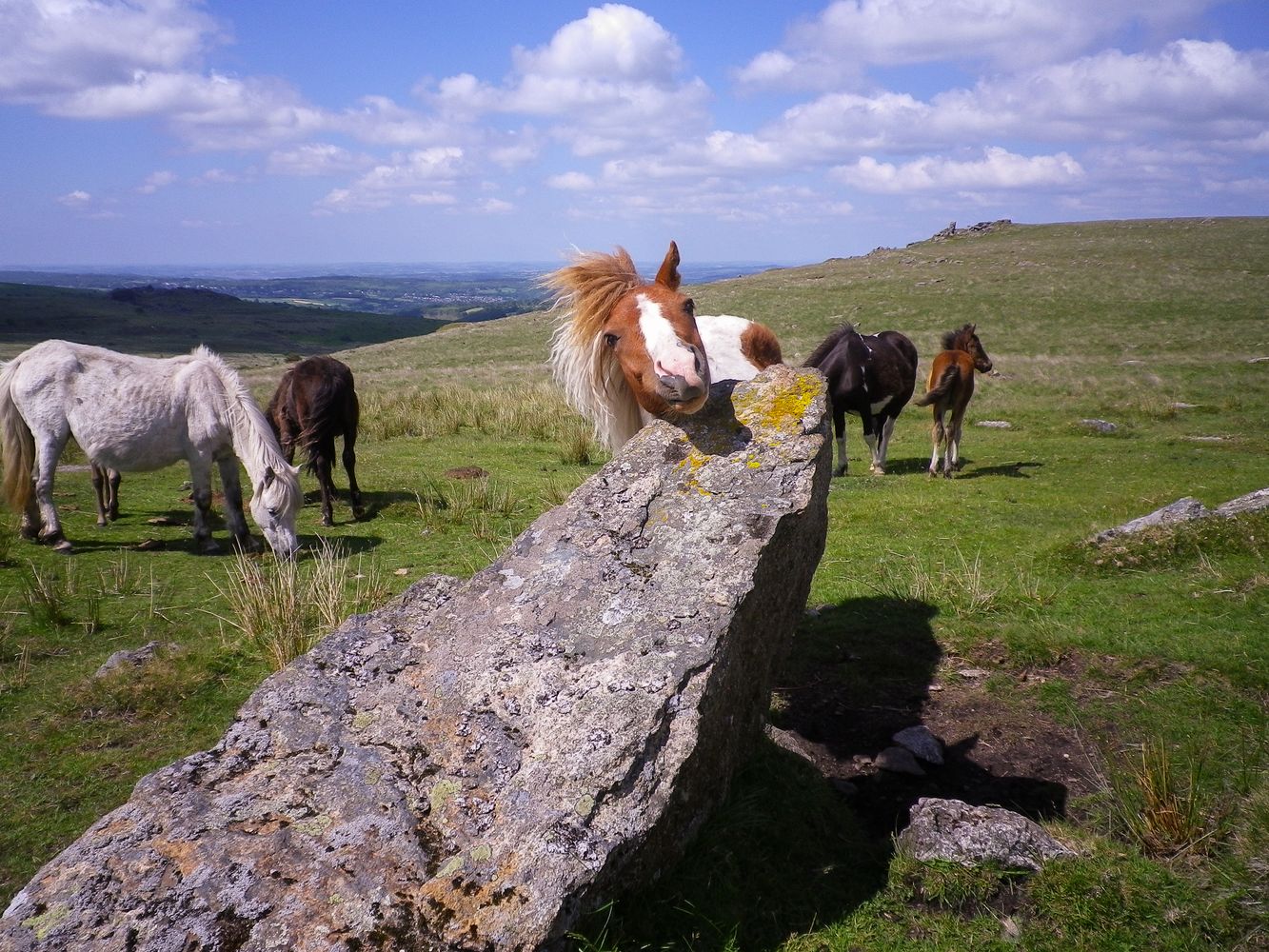 DARTMOOR PONY PEEKING OVER ROCK ON MOOR DEVON