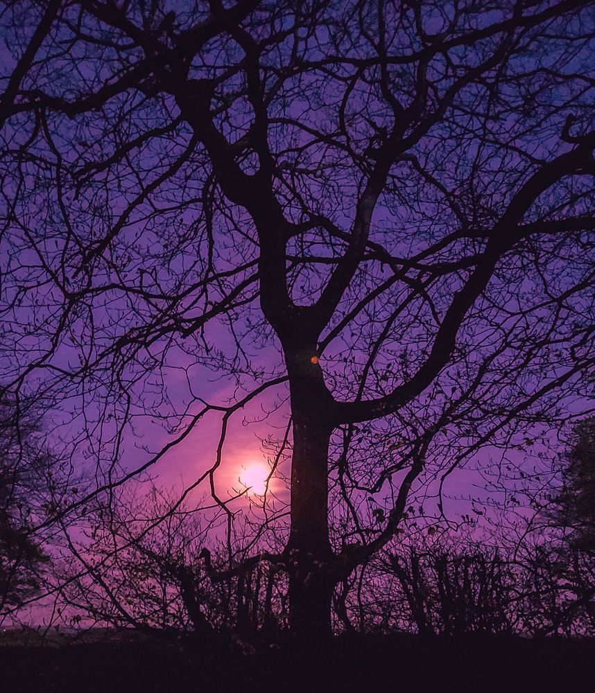 TREE SILHOUETTE AND MOONLIGHT DEVON