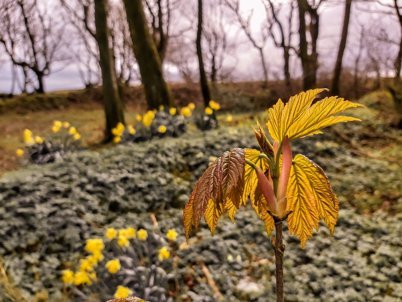 SYCAMORE SPRING LEAVES AND DAFFODILS