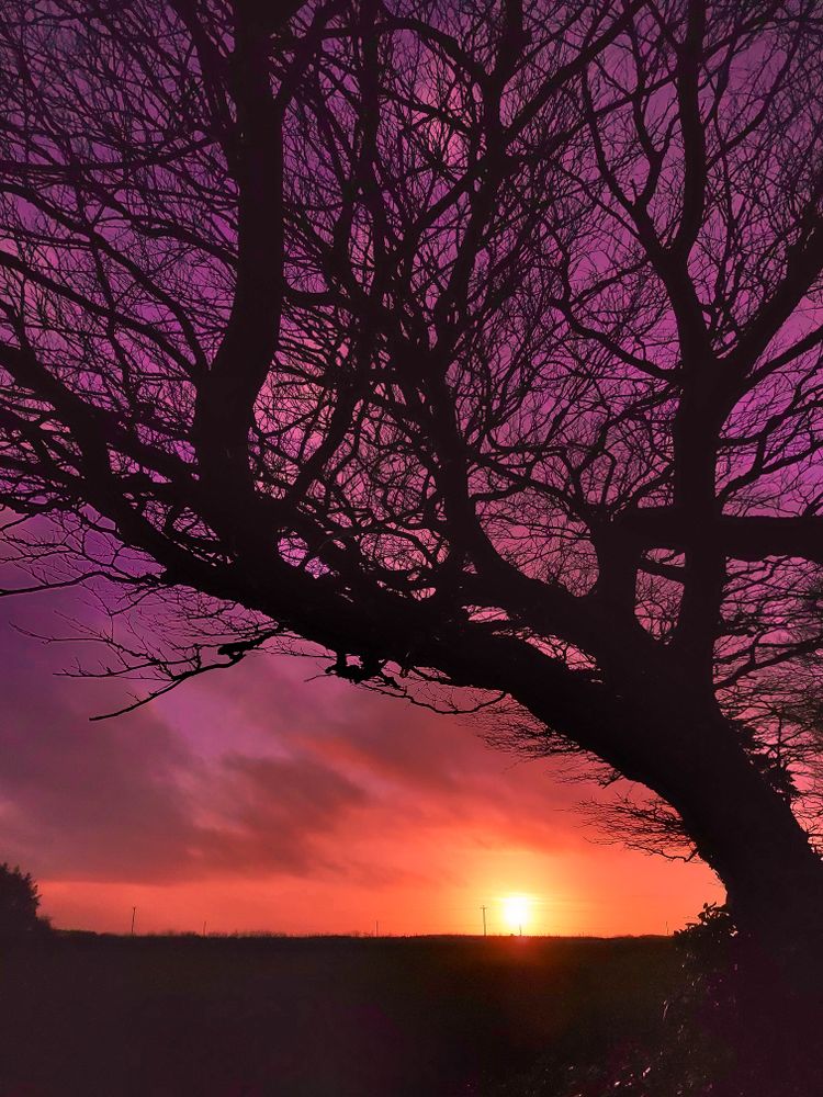 TREE SILHOUETTE FEBRUARY SUNSET DEVON