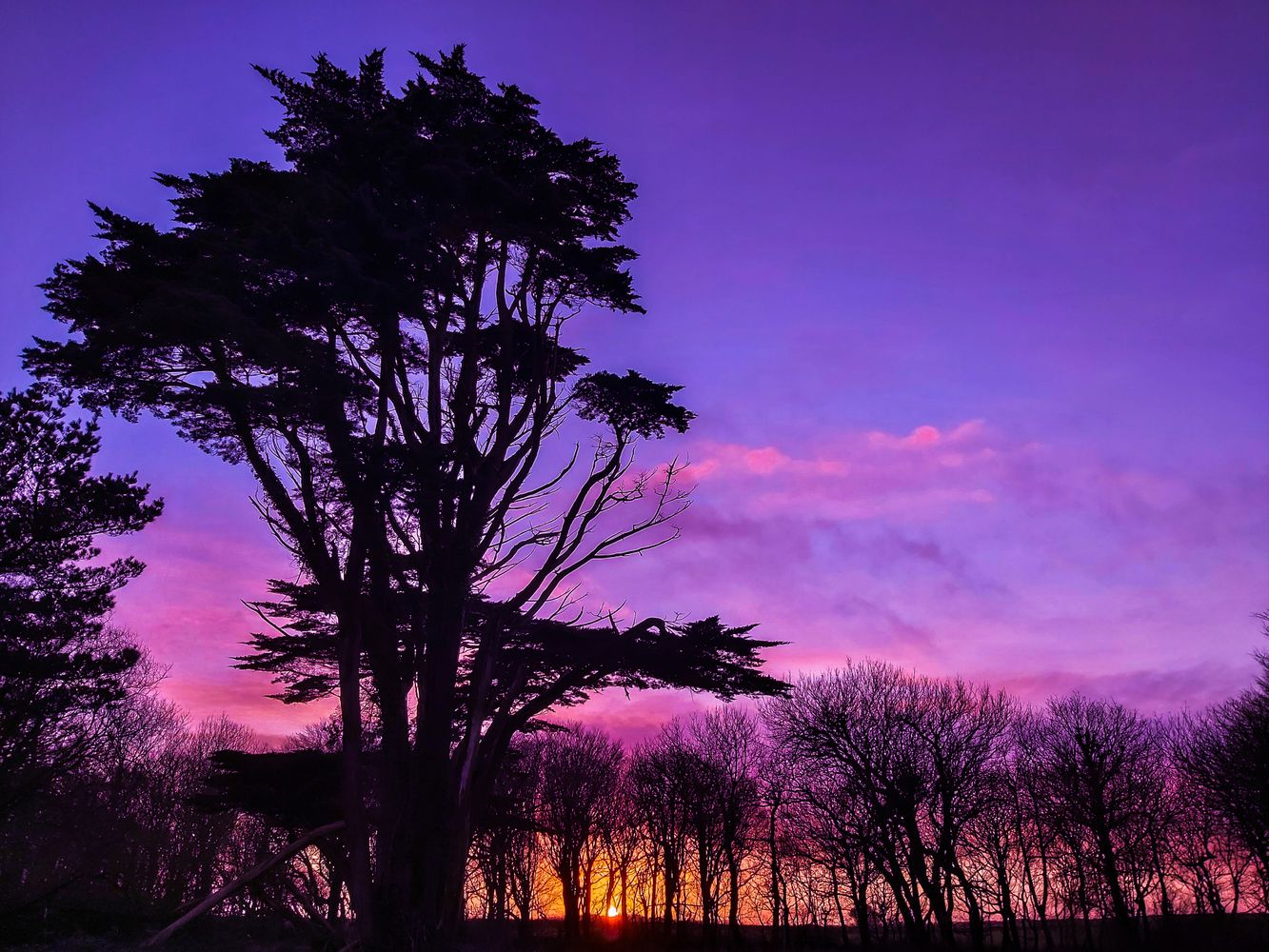 WINTER TREES SILHOUETTE SUNSET DEVON