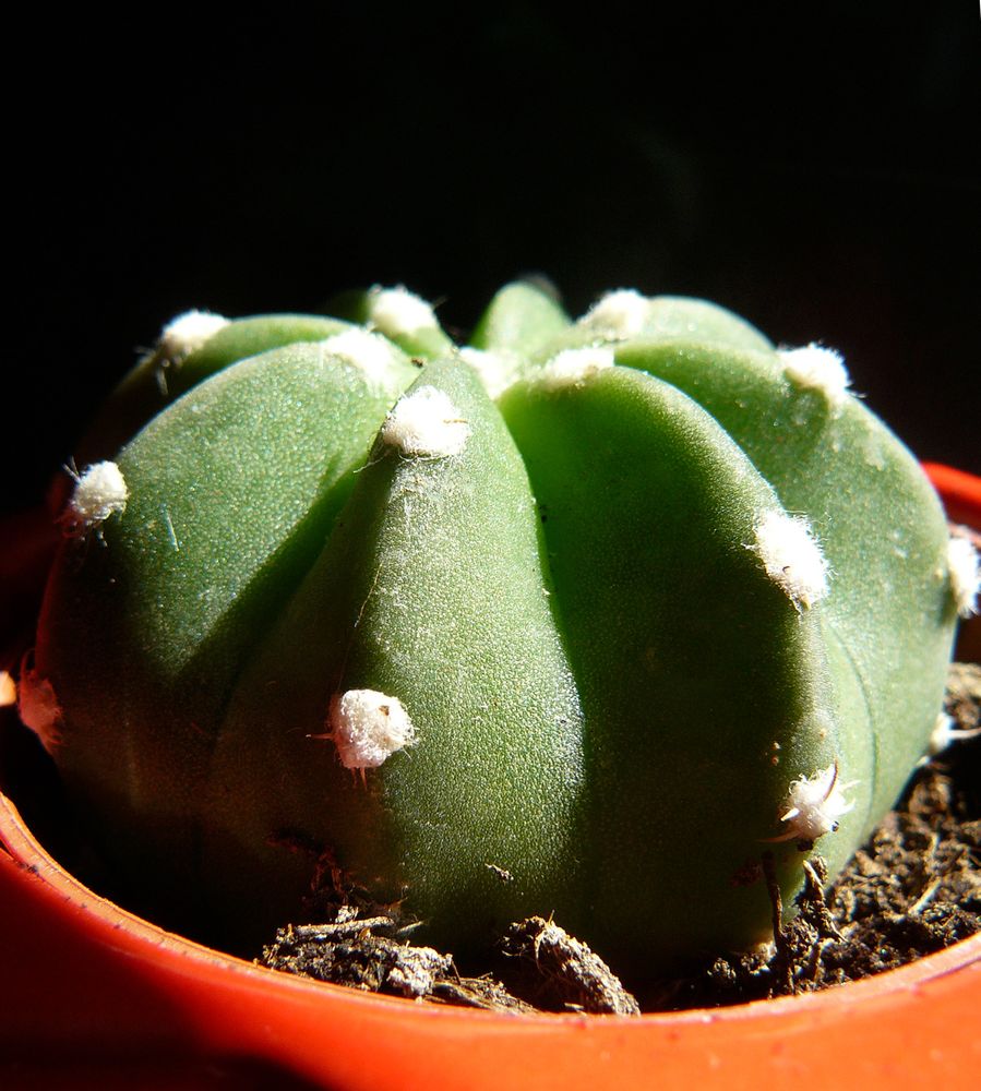 dysmantle cactus