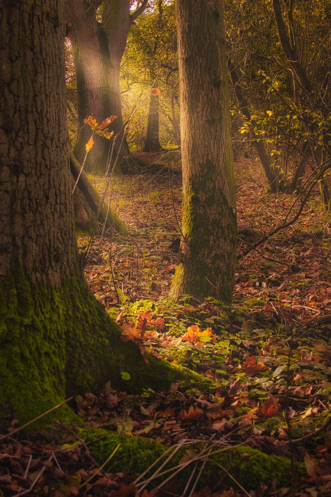 woodland walk