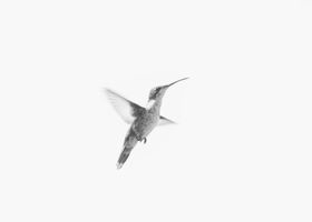Hummingbird in flight in black and white