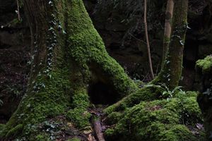 Puzzlewood, Gloucestershire, UK. Moss covers the trees.