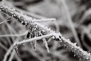 Scotish winter frost