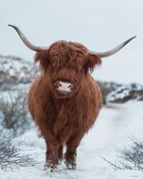 Scottish Highlander in the snow 8