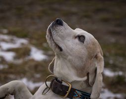 Labrador Retriever portrait 