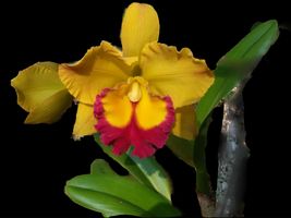 Yellow Red Flower Cattleya Orchid