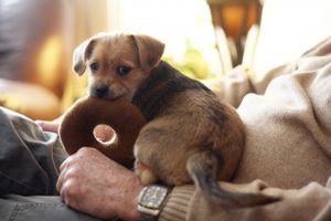 Cute-terrier-puppy-with-toy