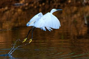 Egret launching for a flight