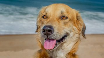 Handsome dogy at beach