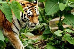 Wildlife tiger