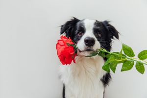 Dog flower