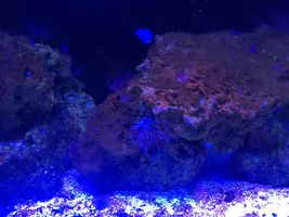 SeaLife underwater