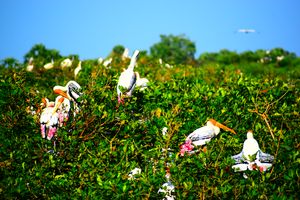 Vedanthangal Bird Sanctuary 