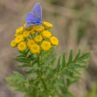 Butterfly in Aldeburgh