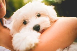 Cute-dogs-maltese-