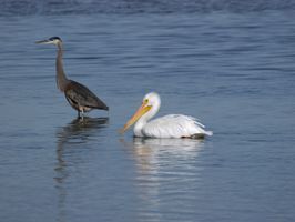 Great Blue Heron and American White Pelican