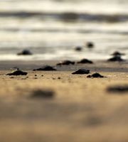 Sea Turtle Hatchling Rush Hour