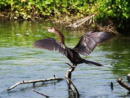 Anhinga Spreads Its Wings to Dry
