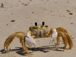 Ghost Crab Stares Me Down