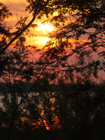 Sunset Through the Trees Over Oso Bay
