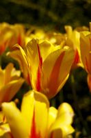 Bright tulips 