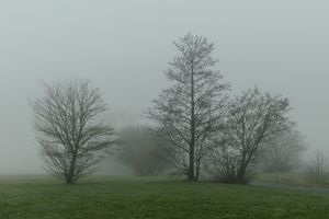 Foggy morning 3